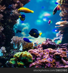 beautiful underwater world with corals and tropical fish