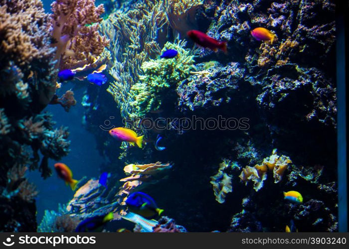 beautiful underwater world with corals and tropical fish