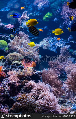 beautiful underwater world with tropical fish