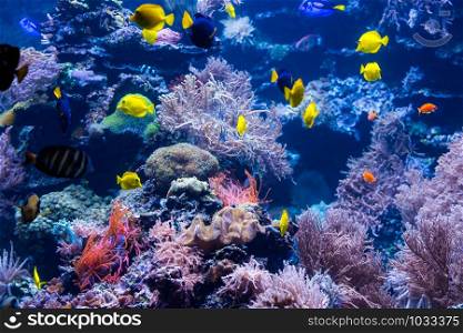 beautiful underwater world with tropical fish
