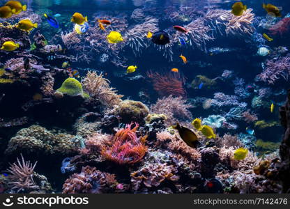 beautiful underwater world with tropical fish