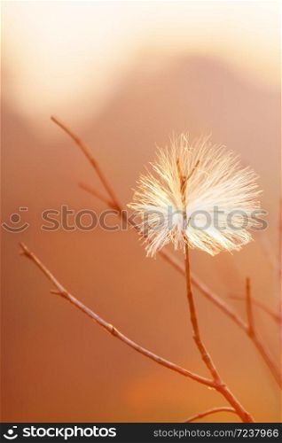 Beautiful unknown fluffy wild seed hanging on the branch of bare tree at dusk, glowing sunset shines on the fluffy white seed, tropical forest blurred in the background.