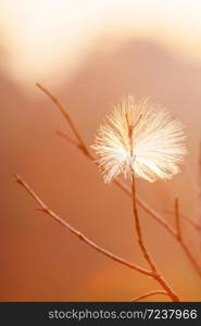 Beautiful unknown fluffy wild seed hanging on the branch of bare tree at dusk, glowing sunset shines on the fluffy white seed, tropical forest blurred in the background.