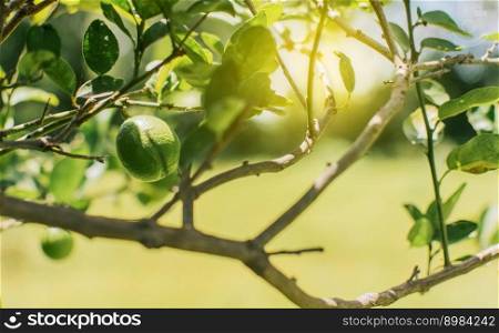 Beautiful unripe lemons in a garden with out of focus background, beautiful green lemons hanging on a branch, Green lemons in a gardener with natural background.