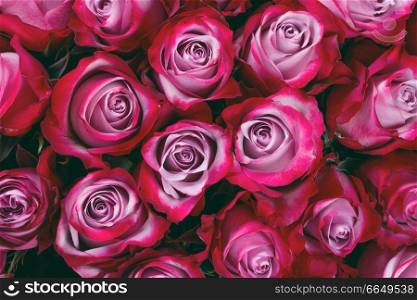 Beautiful valentine day pink rose flowers background. Pink rose flowers background