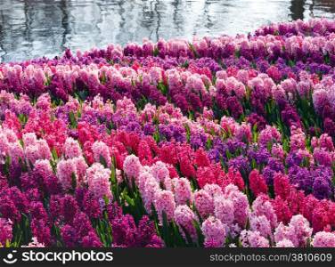 Beautiful varicolored hyacinths near pond. Nature spring background.