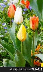 Beautiful varicolored tulips in the spring time. Nature many-colored background.