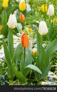Beautiful varicolored tulips in the spring time. Nature many-coloured background.