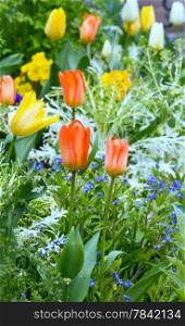 Beautiful varicolored tulips in the spring time. Nature many-coloured background.