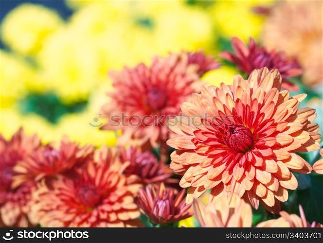Beautiful variegated chrysanthemum flower autumn vivid background