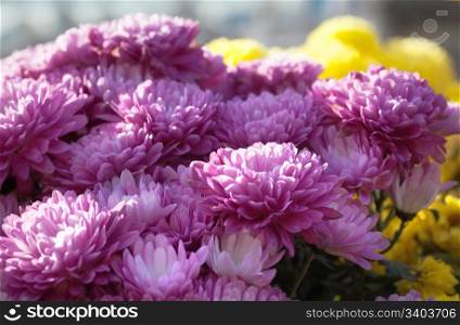 Beautiful variegated chrysanthemum flower autumn vivid background