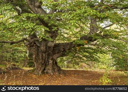 Beautiful venerable beech tree in autumn forest