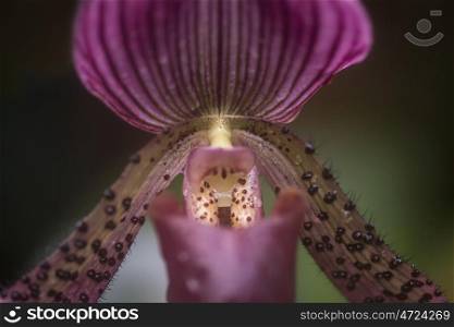 Beautiful Venus Slipper orchid flower paphiopadilum in full bloom