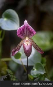 Beautiful Venus Slipper orchid flower paphiopadilum in full bloom