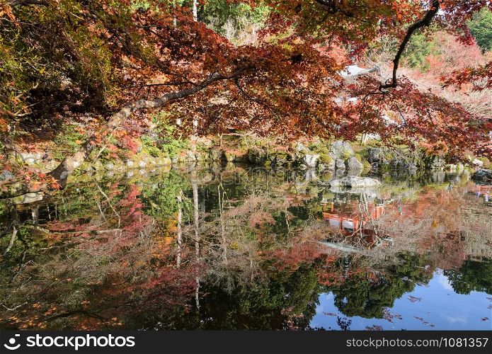 Beautiful vermilion leaves in autumn with reflection on pond in Japan