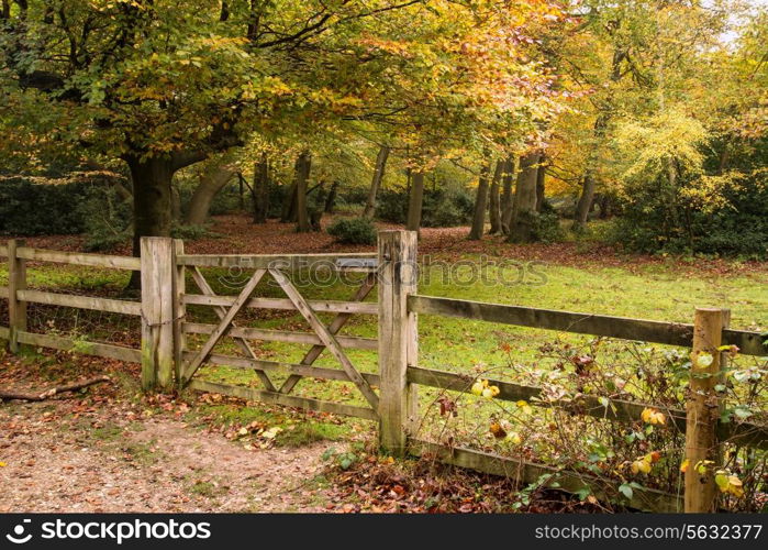 Beautiful vibrant Autumn Fall colors in forest landscape