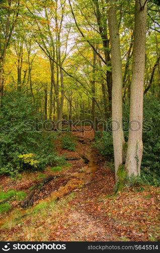 Beautiful vibrant Autumn Fall colors in forest landscape