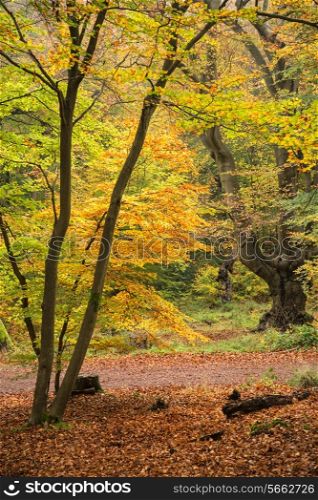 Beautiful vibrant Autumn Fall colors in forest landscape