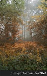 Beautiful vibrant Autumn Fall forest landscape scene