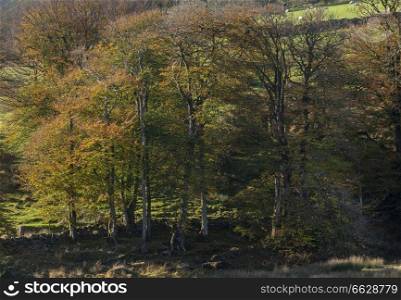 Beautiful vibrant Autumn Fall forest woodland in Dartmoor with gorgeous sunlight hitting trees