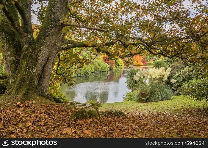 Beautiful vibrant Autumn landscape overlooking lake
