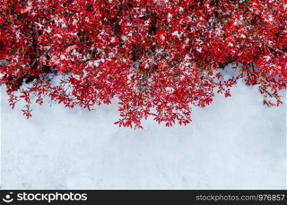 Beautiful vibrant colourful red leaves bush foliage and white frozen snow in winter season in december - Nature season change background