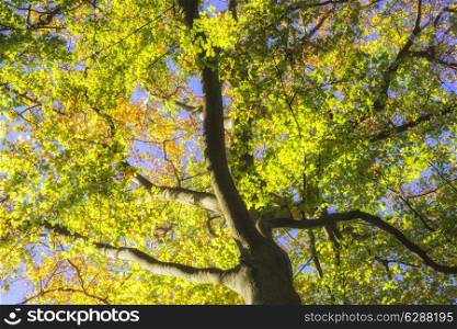 Beautiful vibrant golden Autumn Fall forest landscape