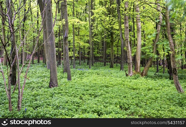 Beautiful vibrant green growth in Spring forest landscape
