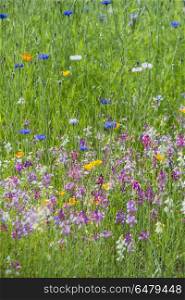 Beautiful vibrant landscape image of wildflower meadow in Summer. Beautiful landscape image of wildflower meadow in Summer