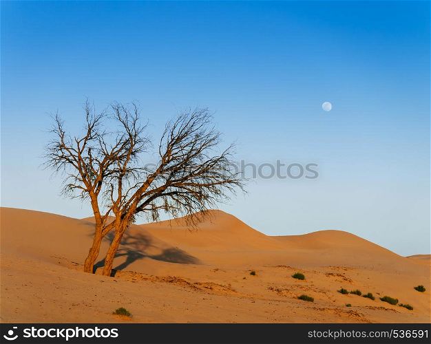 Beautiful vibrant orange color dead tree in Al Wathba desert with sunset light and clear sky. Dubai - Abu Dhabi. UAE