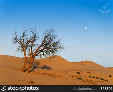 Beautiful vibrant orange color dead tree in Al Wathba desert with sunset light and clear sky. Dubai - Abu Dhabi. UAE