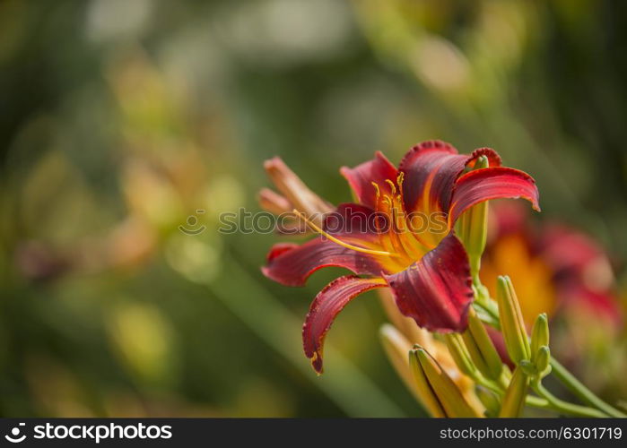 Beautiful vibrant red and yellow lily flower Hemerocallis Fulva in Summer sunlight