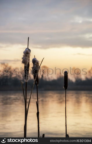 Beautiful vibrant Winter sunrise over reeds on lake in Cotswolds in England