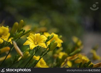 Beautiful vibrant yellow lily flower in Summer sunlight