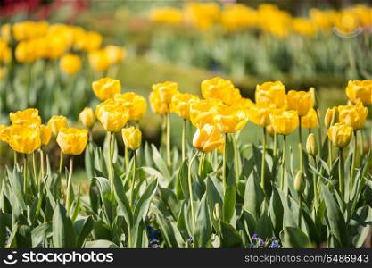 Beautiful vibrant yellow tulips in landscape country garden. Beautiful colorful yellow tulips in landscape country garden