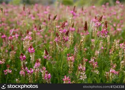 Beautiful Vicia Tinctoria pink flower plant used for natural dye, nature