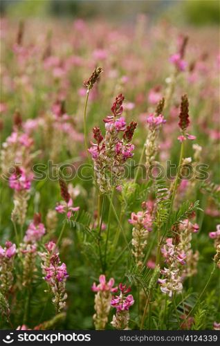 Beautiful Vicia Tinctoria pink flower plant used for natural dye, nature