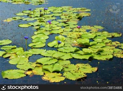 Beautiful Vietnam lake, group of water lilly leaf in yellow on water, panorama of amazing lake, violet flower cover on alga, brilliant color on day