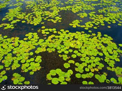 Beautiful Vietnam lake, group of water lilly leaf in yellow on water, panorama of amazing lake, violet flower cover on alga, brilliant color on day