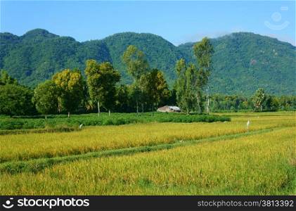 Beautiful Vietnamese village view, scene with chain of mountain, thatched house on yellow paddy field, cover by green tree, eco environment place of Vietnam at Mekong Delta