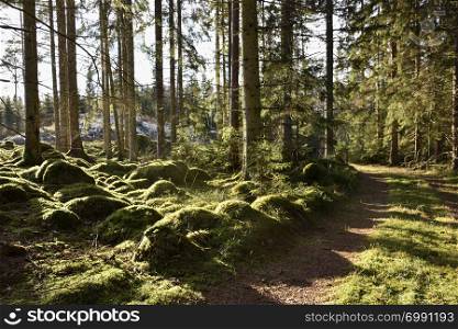 Beautiful view from a green and mossy woodland with a winding dirt road