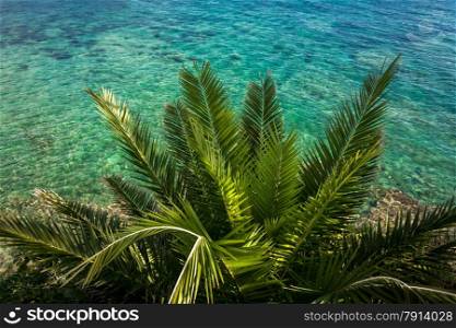 Beautiful view from above on green palm growing at sea with turquoise water