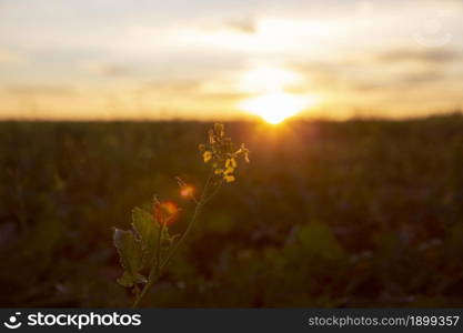 beautiful view morning light. Resolution and high quality beautiful photo. beautiful view morning light. High quality beautiful photo concept