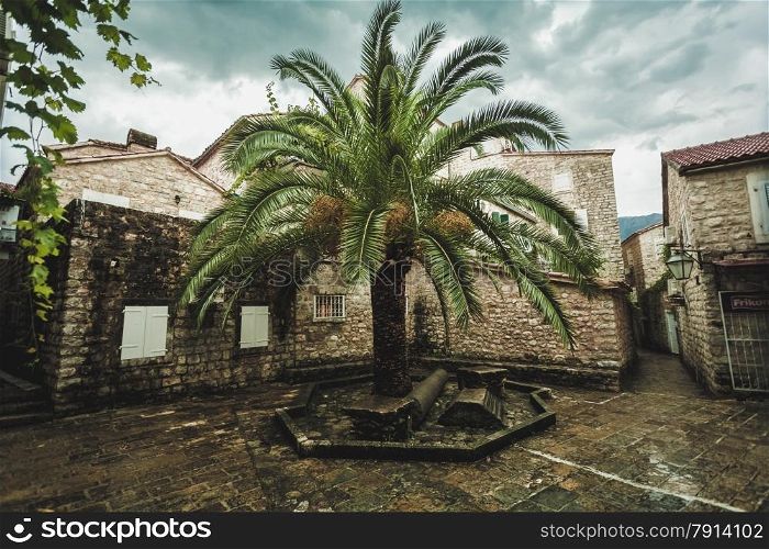 Beautiful view of big palm tree growing between old narrow streets