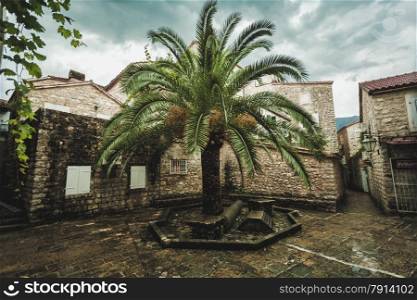 Beautiful view of big palm tree growing between old narrow streets
