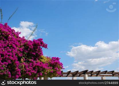 beautiful view of bouganvillas purple flowers and blue sky background
