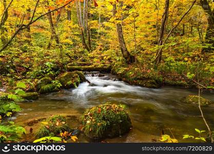 Beautiful view of clear Oirase Stream flow pass through the colorful foliage forest in autumn season and green mossy rocks at Oirase valley in Towada Hachimantai National Park, Aomori Prefecture, Japan.