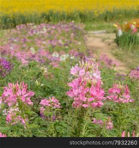 Beautiful view of Cleome or spider flower field