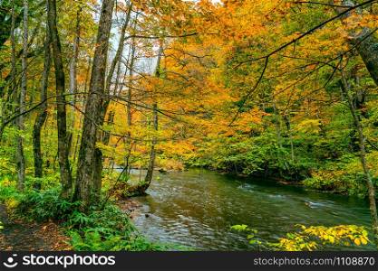 Beautiful view of colorful foliage forest in autumn season with Oirase Mountain Stream flow passing the ground covered with falling leaves at Oirase Gorge in Towada Hachimantai National Park, Aomori Prefecture, Japan.