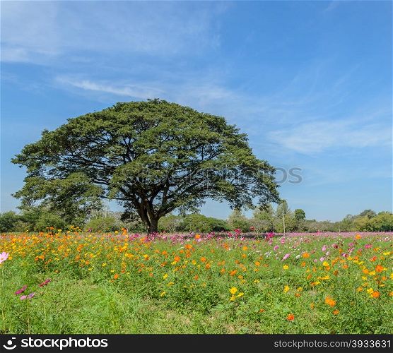Beautiful view of cosmos flower field with big tree